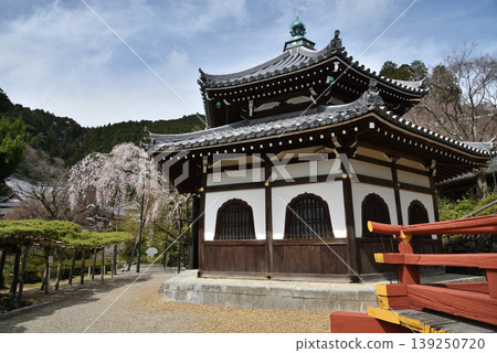 Zenpoji Temple: Sutra Hall and a weeping cherry tree planted by Keishoin (Nishikyo Ward, Kyoto City) Zenpoji Temple: Sutra Hall and a weeping cherry tree planted by Keishoin (Nishikyo Ward, Kyoto City) 139250720