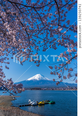 Cherry blossoms in full bloom and Mount Fuji from the shores of Lake Kawaguchi Cherry blossoms in full bloom and Mount Fuji from the shores of Lake Kawaguchi 139250741