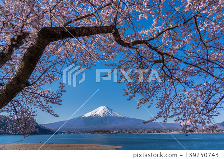 從河口湖畔眺望盛開的櫻花和富士山 從河口湖畔眺望盛開的櫻花和富士山 139250743