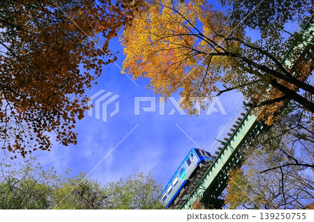 The Koumi Line runs through the autumn foliage - HighRail1375 The Koumi Line runs through the autumn foliage - HighRail1375 139250755