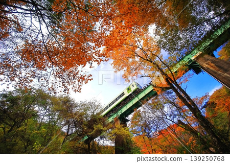 Koumi Line running through autumn leaves Koumi Line running through autumn leaves 139250768