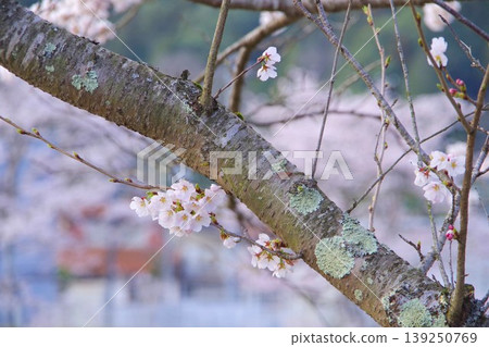 櫻花 139250769