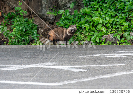 生活在人類與動物邊界的野生浣熊 139250796