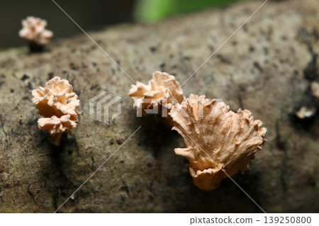 Anamorph of *Clavaria japonica* (an imperfect fungus, a native Japanese fungus, macro photography of mushroom ecology) on a fallen tree on the forest floor. Anamorph of *Clavaria japonica* (an imperfect fungus, a native Japanese fungus, macro photography of mushroom ecology) on a fallen tree on the forest floor. 139250800