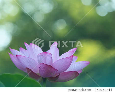 Lotus flower transparent to light 139250811
