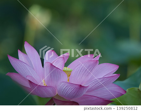蓮花優雅地綻放 蓮花優雅地綻放 139250812