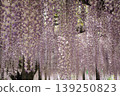 Dyed in purple 139250823