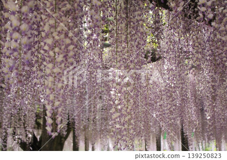 Dyed in purple 139250823