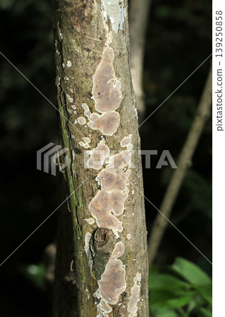 A type of mushroom, *Orochitake*, growing on the bark of a broadleaf tree (outdoor field fungus/mushroom ecology macro photography) A type of mushroom, *Orochitake*, growing on the bark of a broadleaf tree (outdoor field fungus/mushroom ecology macro photography) 139250858