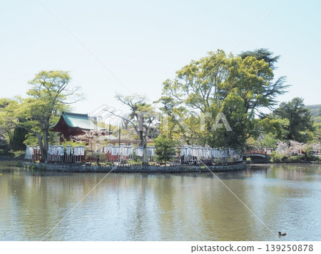 神奈川縣,鶴岡八幡宮,旗上弁財天,四月 神奈川縣,鶴岡八幡宮,旗上弁財天,四月 139250878