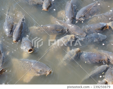 Carp in Genpei Pond, Kanagawa Prefecture, April Carp in Genpei Pond, Kanagawa Prefecture, April 139250879