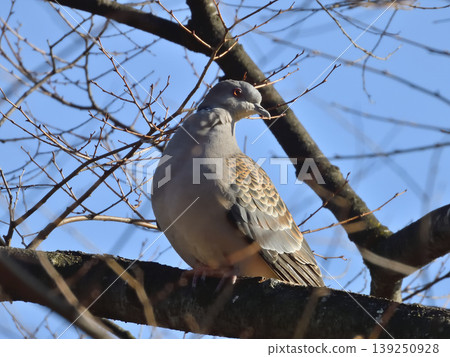 Turtledove  139250928
