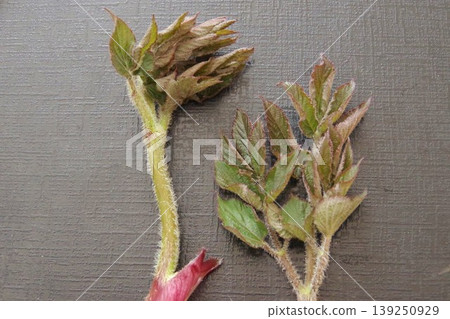 Udo (Japanese spikenard) signals the arrival of spring. Udo (Japanese spikenard) signals the arrival of spring. 139250929