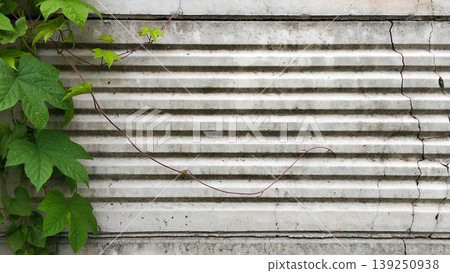 Green Vines on Striped Concrete Walls Green Vines on Striped Concrete Walls 139250938