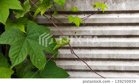 Green Vines on Striped Concrete Walls 139250939