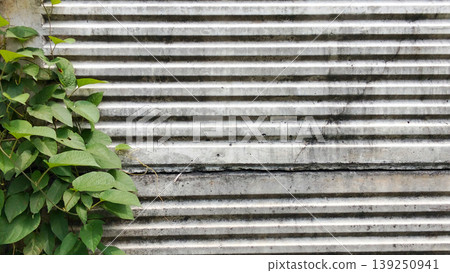 Green Vines on Striped Concrete Walls 139250941