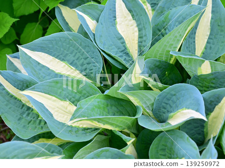 The arrival of spring in a snow country: Hostas The arrival of spring in a snow country: Hostas 139250972