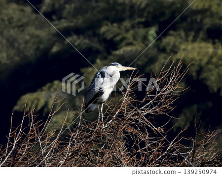 Gray heron 139250974