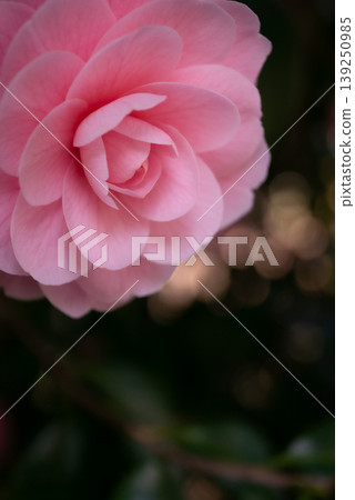 Pink camellia flowers blooming in the spring sunshine [Spring] 139250985