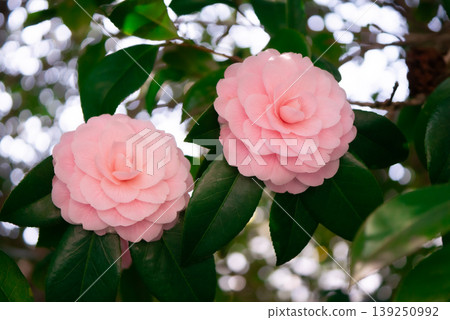 Pink camellia flowers blooming in the spring sunshine [Spring] 139250992