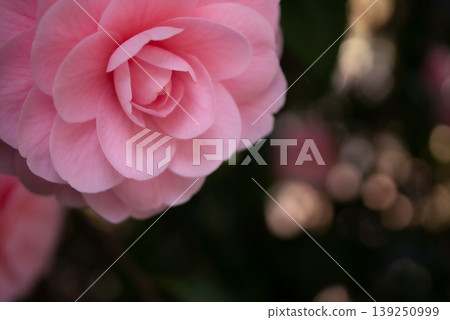 春日陽光下盛開的粉紅色山茶花 [春季] 139250999