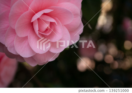 Pink camellia flowers blooming in the spring sunshine [Spring] 139251000
