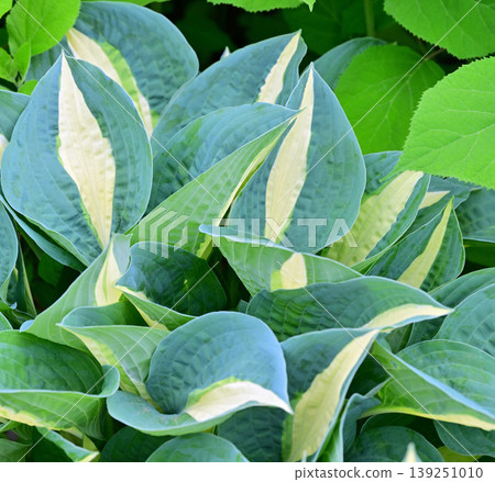 The arrival of spring in a snow country: Hostas The arrival of spring in a snow country: Hostas 139251010