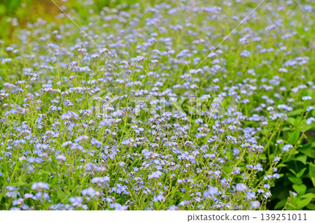 The arrival of spring in a snow country: clusters of forget-me-nots in full bloom. The arrival of spring in a snow country: clusters of forget-me-nots in full bloom. 139251011