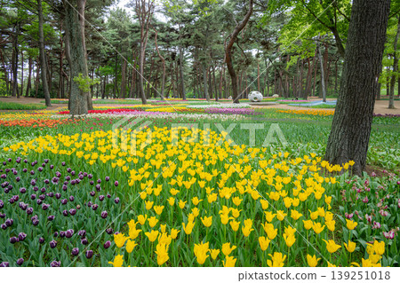 日立海濱公園:鬱金香盛開 日立海濱公園:鬱金香盛開 139251018