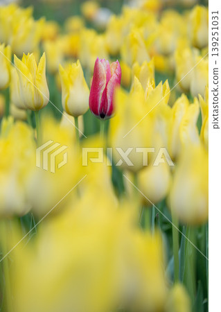 Hitachi Seaside Park: Tulips in full bloom Hitachi Seaside Park: Tulips in full bloom 139251031