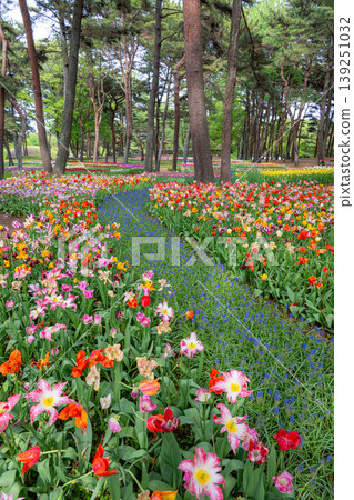日立海濱公園:鬱金香盛開 日立海濱公園:鬱金香盛開 139251032