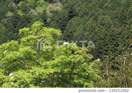 京都府美山：茅草屋頂的村莊，風景優美。 139251082