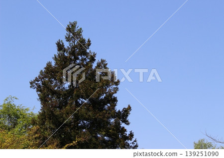 京都府美山:茅草屋頂的村莊,風景優美。 京都府美山:茅草屋頂的村莊,風景優美。 139251090