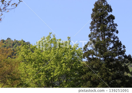 京都府美山:茅草屋頂的村莊,風景優美。 京都府美山:茅草屋頂的村莊,風景優美。 139251091