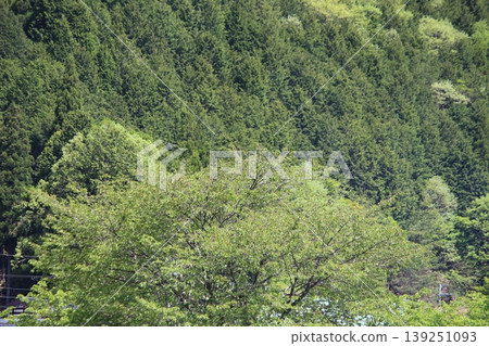 京都府美山:茅草屋頂的村莊,風景優美。 京都府美山:茅草屋頂的村莊,風景優美。 139251093