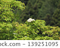 Miyama, Kyoto Prefecture: A village of thatched roofs, a scenic view. 139251095