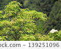 Miyama, Kyoto Prefecture: A village of thatched roofs, a scenic view. 139251096