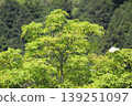 Miyama, Kyoto Prefecture: A village of thatched roofs, a scenic view. 139251097