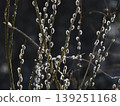 Feline Willi 139251168