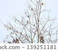 Japanese Grosbeak 139251181