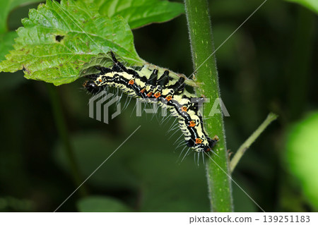 A hawk moth larva with strikingly vibrant colors (macro photography of insect ecology in a natural field). A hawk moth larva with strikingly vibrant colors (macro photography of insect ecology in a natural field). 139251183