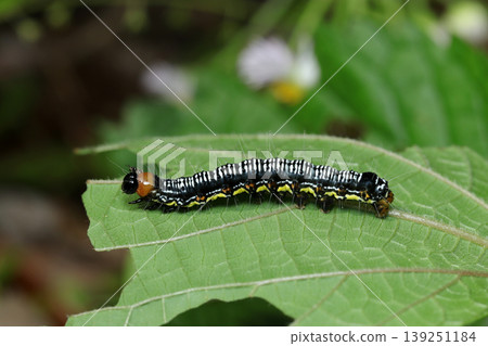 一隻天蛾（Euproctis similis）的幼蟲，顏色鮮豔奪目，大約處於中後期階段（自然田野中昆蟲生態的微距攝影）。 139251184