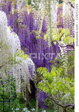 足利花卉公園,紫藤花盛開。 足利花卉公園,紫藤花盛開。 139251205