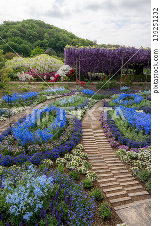 Ashikaga Flower Park, where wisteria is in full bloom. Ashikaga Flower Park, where wisteria is in full bloom. 139251232