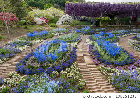 Ashikaga Flower Park, where wisteria is in full bloom. Ashikaga Flower Park, where wisteria is in full bloom. 139251233