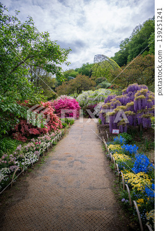 足利花卉公園,紫藤花盛開。 足利花卉公園,紫藤花盛開。 139251241