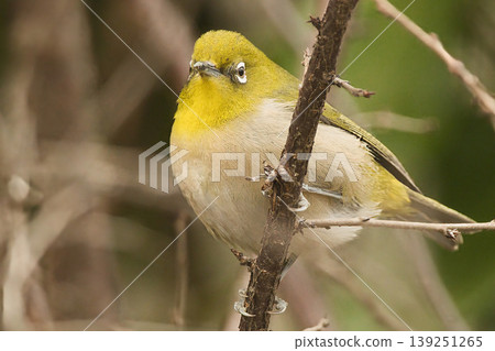 Japanese white-eye perching on a branch Japanese white-eye perching on a branch 139251265