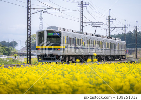 Rape blossoms and trains Rape blossoms and trains 139251312
