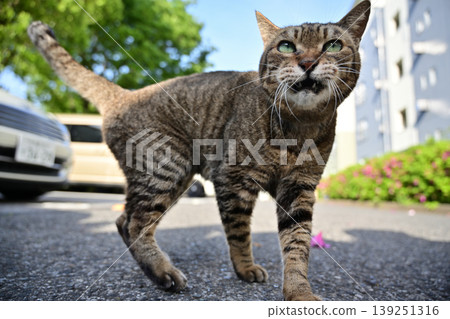 Petrified pet cat walking Petrified pet cat walking 139251316