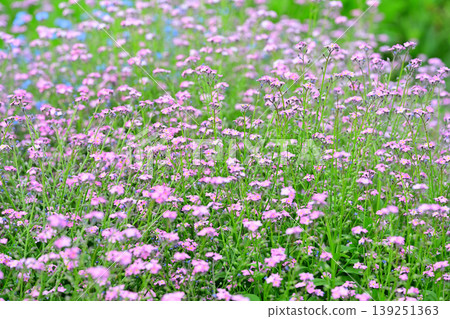 The arrival of spring in a snow country: clusters of small pink flowers in full bloom. The arrival of spring in a snow country: clusters of small pink flowers in full bloom. 139251363